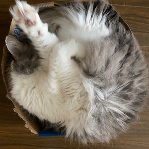 Meet your Posher, Carrie grace palmer